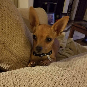 Meet your Posher, Becky